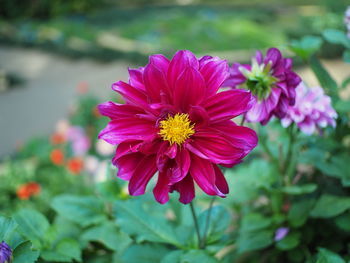 Close-up of pink flowering plant