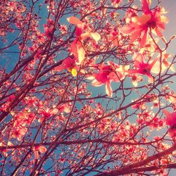 Low angle view of pink flowers blooming on tree