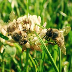 Close-up of bee on flower