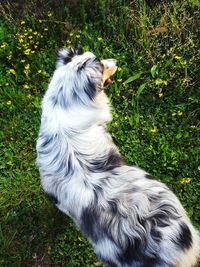 Close-up of dog on field