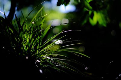 Close-up of fresh green leaf