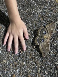 Little girl saving a huge moth