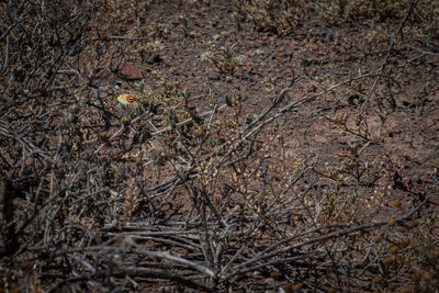 Full frame shot of lizard on field