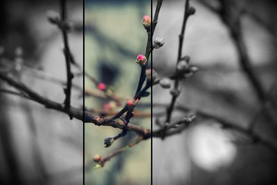 Close-up of buds on tree