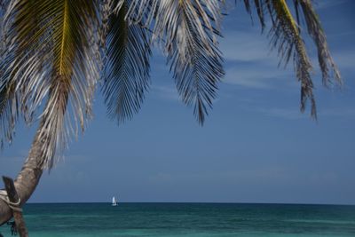 Scenic view of sailingboat against sea