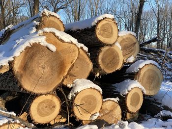 Stack of logs in forest