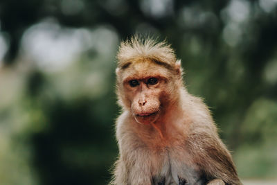 Close-up portrait of monkey