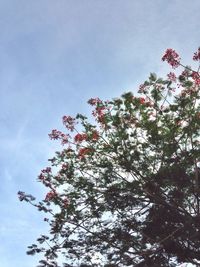 Low angle view of tree against sky