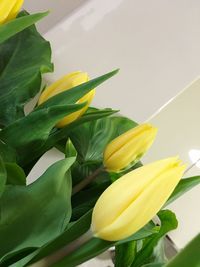 Close-up of yellow flowers