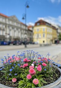 Close-up of pink flowering plant against building