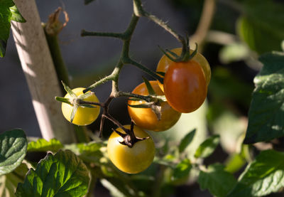 Close-up of tomatoes growing on tree