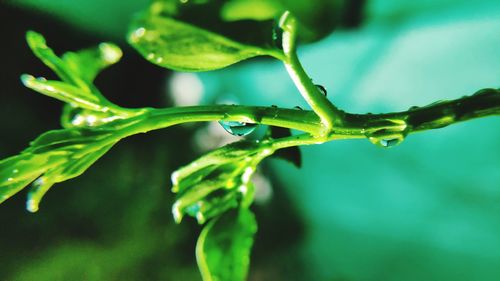 Close-up of raindrops on leaf