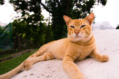 Ginger cat outdoors