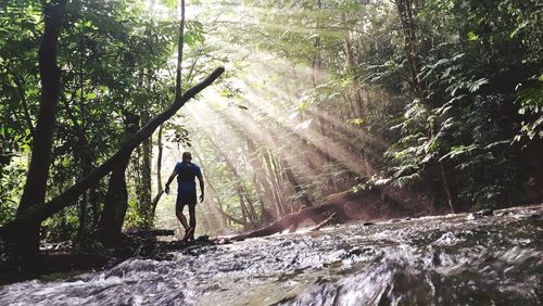 Rear view of man walking in forest