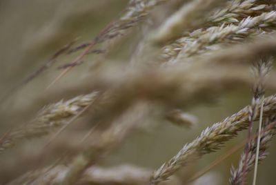 Close-up of wheat growing on field