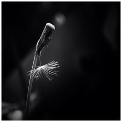 Close up of plant against blurred background