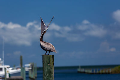 Seagull perching on wooden post