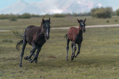 Two horses on field