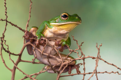 White lipped frog in branches