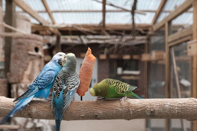 Close-up of bird in zoo
