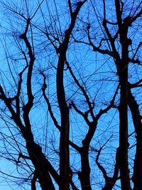 Low angle view of bare trees against clear sky