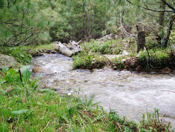 Scenic view of stream flowing in forest