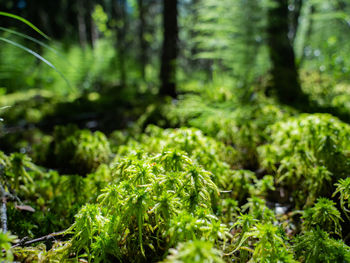 Close-up of fresh green plants in forest