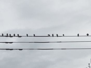 Birds perching on cable against sky