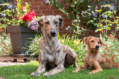 Portrait of dog sitting on flower pot