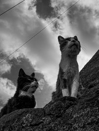 Low angle view of cat sitting against sky