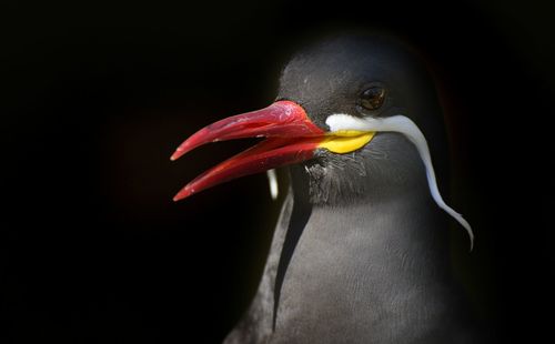 Close-up of bird on black background