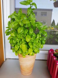 Close-up of potted plant on glass window