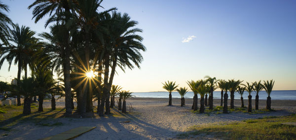 Palm trees on beach against sky during sunset