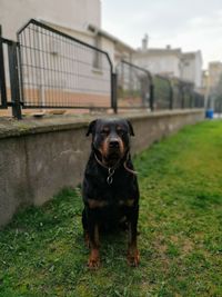 Portrait of black dog in yard