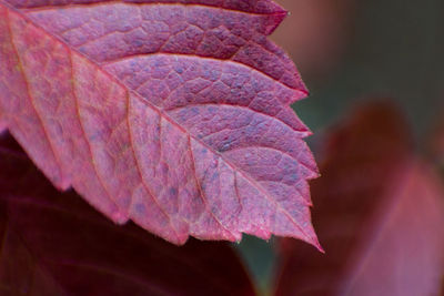 Close-up of autumnal leaves