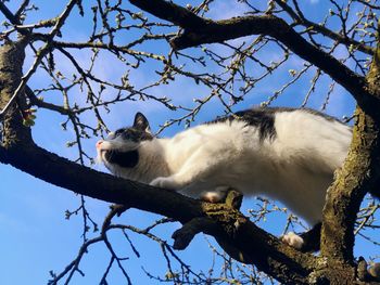 Low angle view of a cat on branch