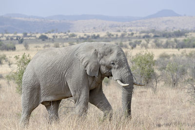 Elephant standing on field