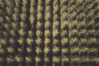 Full frame shot of trees