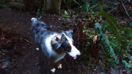 High angle view of dog on field