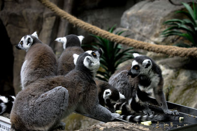 Skansen, stockholm