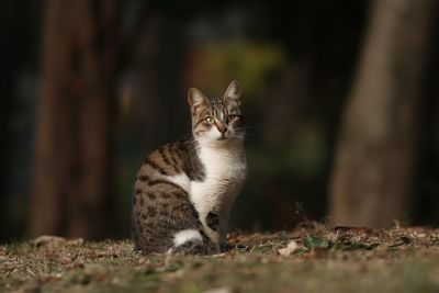 Close up of a cat