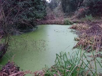 Reflection of trees in water
