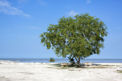 Tree on beach against sky