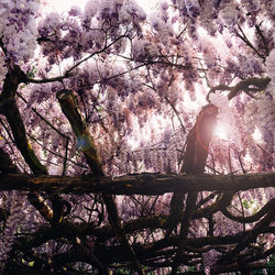 Low angle view of blooming tree against sky