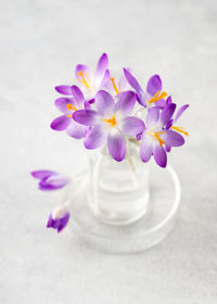 Close-up of purple flowers