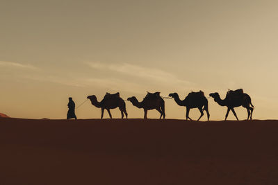 Silhouette horses in desert