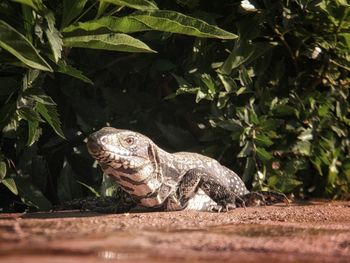 Close-up of turtle on field