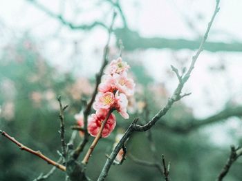 Close-up of pink flowers on tree