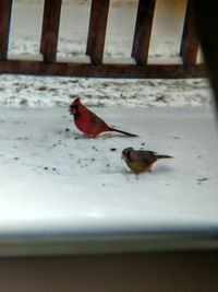Close-up of sparrow on floor