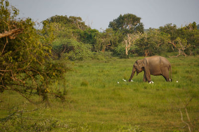 Elephant on field